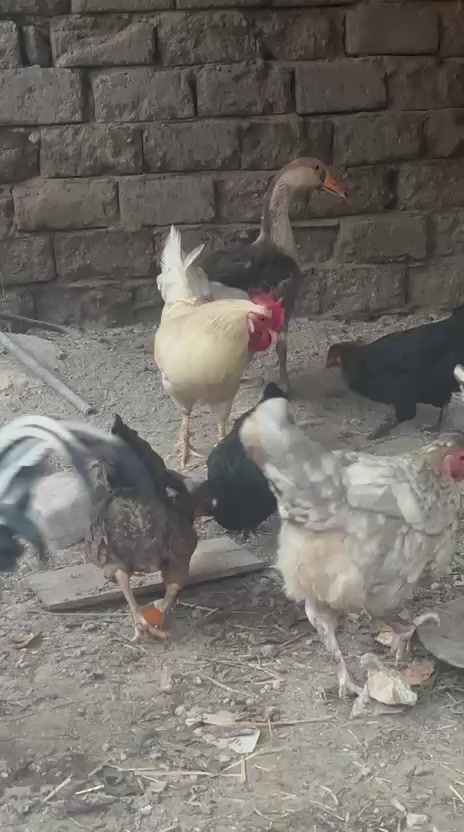 متاح طبقة بيض السعر ١٠ آلاف نسبة الشد كلش زينة مدة الخزن قليلة .
قضاء الهوير


**إذا كنت صاحب هذا الإعلان وتريد حذفه لأي سبب، رجاءا أرسل رسالة إلى الدعم الفني**