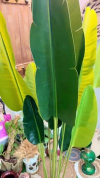 شجرة موز • اول تم • ٢٥