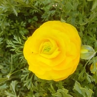 مشتل سناريا • نباتات زينة • أزهار