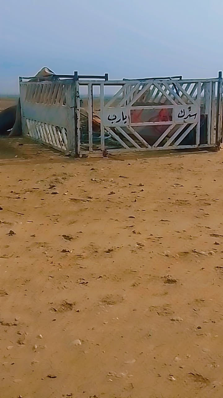 السلام عليكم اخواني محجل للبيع  فصال      الشمال السعر 150وبي مجل.   ***********
