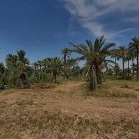 دونم • الماجدي • قريب دكتوره تهاني