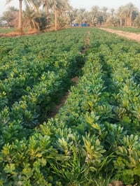 قرية زغير العنون • ٦ دونم • ٢٠ نخلة