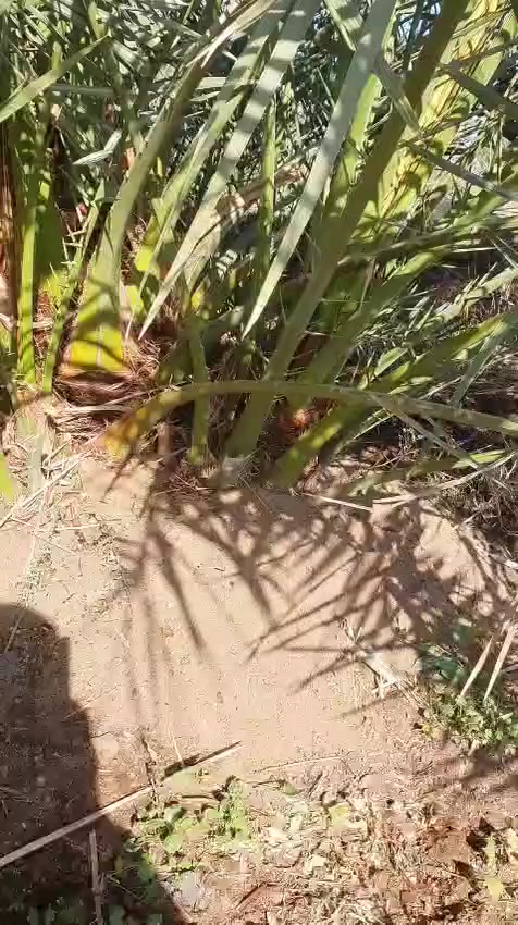 سلام عليكم متوفر نخل برحي حر أبو الخصيب لحجم متوفر اتصل ع لرقم 👈***********
