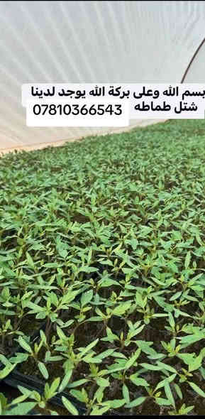 يوجد لدينا شتل طماطه للحجز المكان طريق كربلاء نجف عمود 951 رقم ***********
