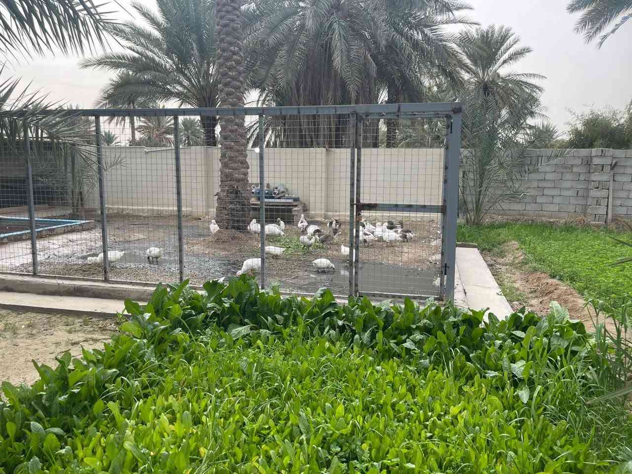 بستان مساحته 5 دونم  .فيها اكثر من 220 نخلة بكافة أنواع النخيل من البرحي و الزهدي و الخستاوي و الحمراوي و السلطاني و حمرة جبل و بلگة و مكتوم و مطوگ كربلاء و غيرها من أنواع النخيل 
.اكثر من 500 شجرة ( برتقال كربلاء الشهير ، ليمون كربلاء ، نارنج ، لالنگي ، رمان يمني ، عرموط ، النبگ ، خرمالو ، تين ، عنب ) و غيرها 
. حوض صالح لتربية الأسماك ( حجمه تقريبا 40 الف متر مكعب ) 
. أقفاص صالحة لتربية كافة أنواع الحيوانات كالدجاج و البط و الغزلان و النعام و المواشي
. منظومة تقطير لسقي جميع الاشجار
. ثلاث أضلاع من اصل اربعة أضلاع من الارض مزروعة بأشجار التين الابيض 
. دار استراحة مساحته 115 متر تقريبا يحتوي على مطبخ و صالة و مضيف و غرفة نوم و مجموعة صحية داخلية و خارجية
1- مدخل يقع على شارع رئيسي تبليط يبعد مسافة عنه تقريبا 60 - 70 متر و عرض الشارع تقريبا 8 متر
2- العنوان،، كربلاء منطقة الزبيلية شارع الرابط قرب مجمع ابن حلوه طابو سند 25 سند مستقل /للاستفسار اكثر الاتصال على الرقم ***********
