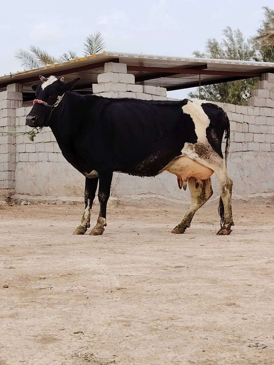 يالله تبارك الرحمن
اخوان مطفل وراها فحل عجل هولندي وتوه اخذت لفحل دابه تحلب 10 كيلوات الصبح والعصر 8 تجي تحلب وتقتنع وشيل شرط الحليب ودسامه هاي مال بيت امانت الله حلابه ودسمه امينه اي شخص يحلبه #لسعر2700 مكان بابل شوملي ***********////*********** لاثير بي واتسااب
