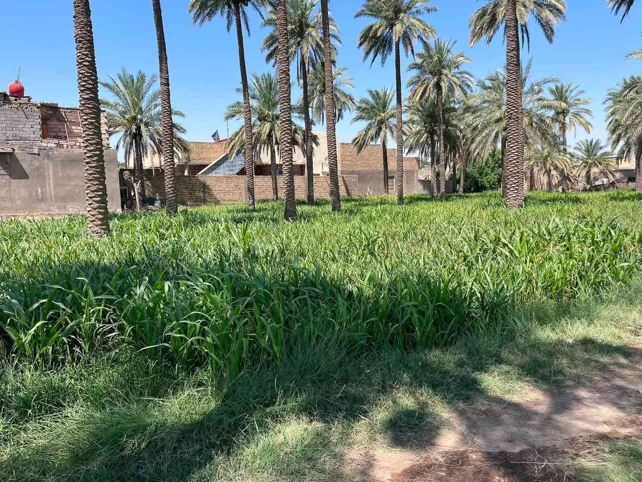 سلام عليكم يوجد ارض البيع يتوفر بيه جميع الخدمات الارض قرب جسر الهاشميه على طريق الحولي الحمزه الغربي الاستفسار ***********
