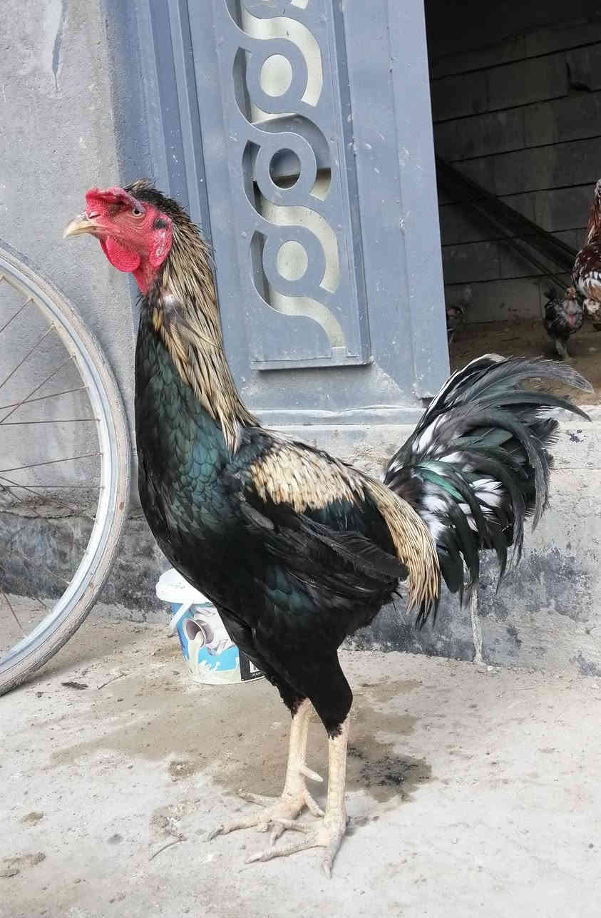 السلام عليكم  الديچ للبيع كامل لقاحات رقم التلفون *********** العنوان الهارثه منطقة الماجديه
