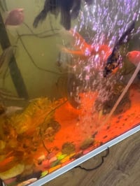 حوض سمك • فلترين • اسماك مشكل