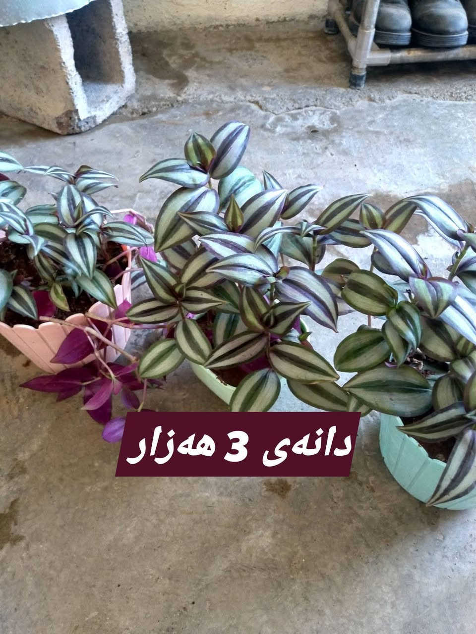 بۆ فرۆشتن گەیاندنیش هەیە


**إذا كنت صاحب هذا الإعلان وتريد حذفه لأي سبب، رجاءا أرسل رسالة إلى الدعم الفني**