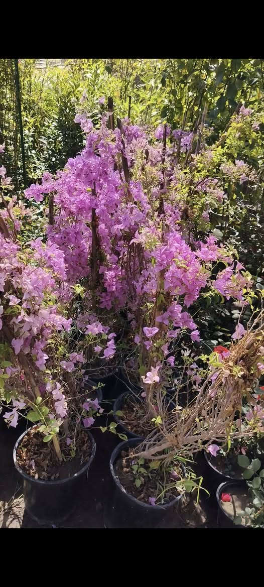 من رخصة الادمن نباتات ضليه وخارجيه التوصيل مجاني الحجز واتساب ***********
التوصيل فقط داخل كربلاء
