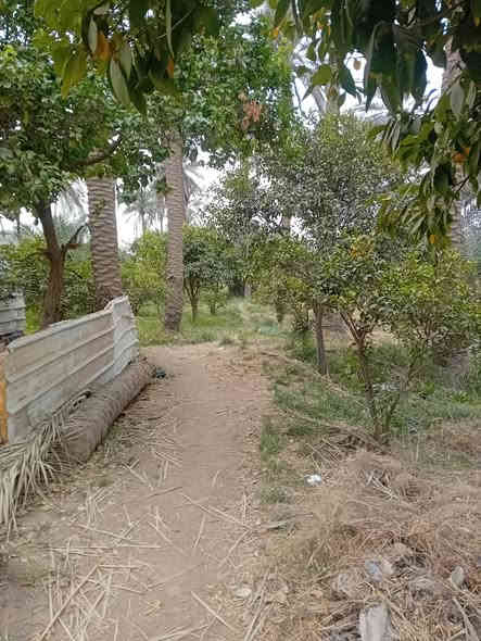 بستان للبيع عشره دونم ونص واجهه علي الشط جنس الارض بستان تباع مع البيوت عدد البيوت خمسه مزروع اجود انواع التمور والحمضيات والتين والرمان مع اربع مواطير غطاس الا تصال علي الرقم ***********

