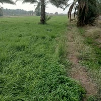 أرض زراعية • ٥ دونم • سند ٢٥