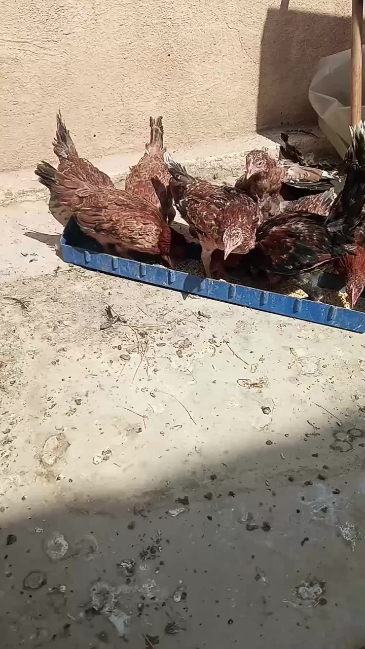 متاح فراريج مطوك كويتي ٧ دجاجات و ٣ ديوكة عمرهن ٣ اشهر س.ع.ر الزوج ٣٠ مكاني بغداد  حسينيه الراشدية التواصل خاص رقمي ***********
