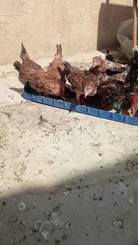 متاح فراريج مطوك كويتي ٧ دجاجات و ٣ ديوكة عمرهن ٣ اشهر س.ع.ر الزوج ٣٠ ...