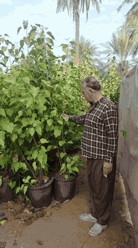 بِسْــــــــــــــــــمِ اللهِ الرَحْمَنِ الرَحِيْمِ
الهم صلي على محمد وال محمد

تم توفير اشجار كبيره سندانه حجم 40

📍موقع المشتل📍 بغداد الكريعات مجاور جامع ابو تراب

البيع جمله فقط..

للاستفسار ومعرفه الاسعار الاتصال على الأرقام 👇🏻👇🏻

***********

***********
