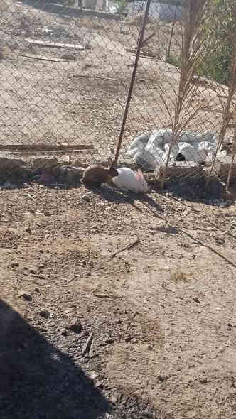 ارانب للبيع فحل ونثايه ثنين و١١ فرخ وياهن سعرهن ٣٠ وبيهن مجال مكاني تكريت القادسيه ***********
