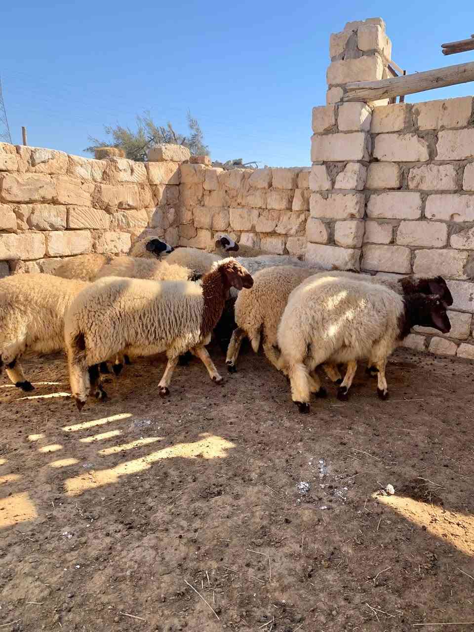 🔥 فرصة ما تتعوضش للمربين وأصحاب مشاريع التسمين 🔥

🐑 متاح 12 بدرية برقي حر
📅 العمر: 7 شهور
💪 صحة ممتازة وقوام قوي
🌿 جاهزين للتربية وإنتاج ممتاز بإذن الله
✅ سلالة برقي حر معروفة بقوتها وجودة إنتاجها

📍 العنوان:
الإسكندرية – العامرية – كينج مريوط

📞 للتواصل والاستفسار:
01108279388
عمر بشير

🚚 المعاينة على الطبيعة، والجادين يتواصلوا.
🌟 الحق العدد قبل ما يخلص… والرزق على الله.


**إذا كنت صاحب هذا الإعلان وتريد حذفه لأي سبب، رجاءا أرسل رسالة إلى الدعم الفني**