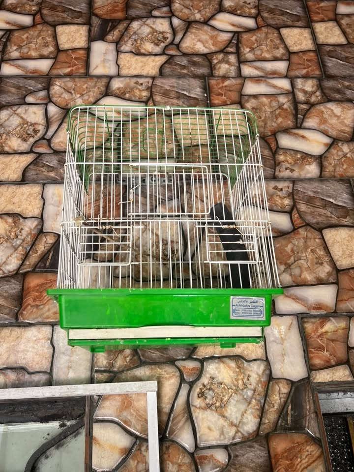 غراض للبيع كلمن وسعره عنوان حي جميله قرب فلكه 83


**إذا كنت صاحب هذا الإعلان وتريد حذفه لأي سبب، رجاءا أرسل رسالة إلى الدعم الفني**