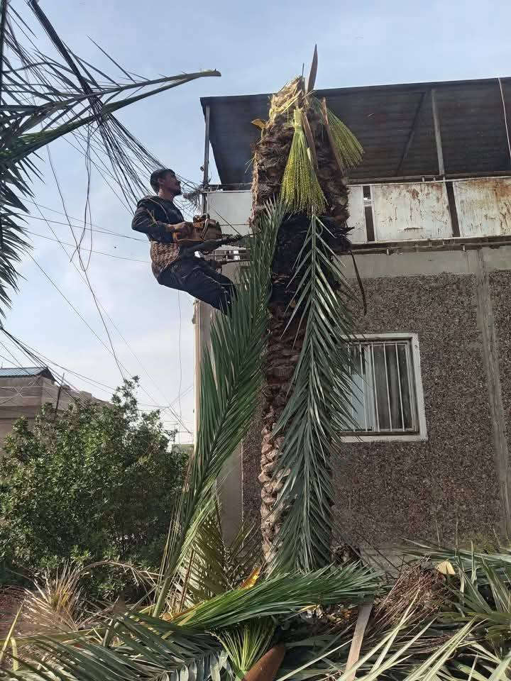 قطع لاشجار ولنخيل في بغداد كرخ ورصافه 
كادر محترف في   التقطيع
الشجار العاليه ولكبيره 
واتساب ***********،،
واتساب***********

@الجميع
