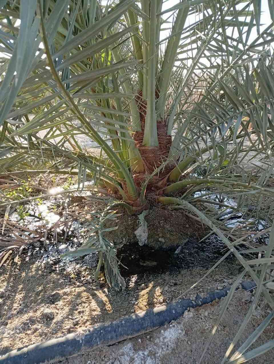 نخل برحي نسيجي افراخ عدد مفتوح ***********
