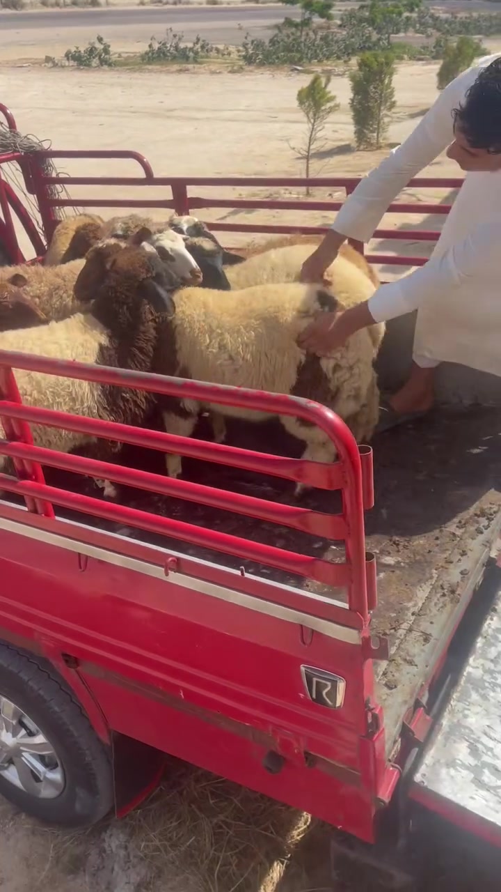 بسم الله مشاء الله صلي علي النبي ###.         يارب سترك وعفوك ورضاك    جزاره ابو صدام اللحم الأصلي رقم 1🥩❤️‍🔥🦌بلا منافس  وحد الله الساحل الشمالي ك 43امام قريه الصفا @ت-01277912220


**إذا كنت صاحب هذا الإعلان وتريد حذفه لأي سبب، رجاءا أرسل رسالة إلى الدعم الفني**