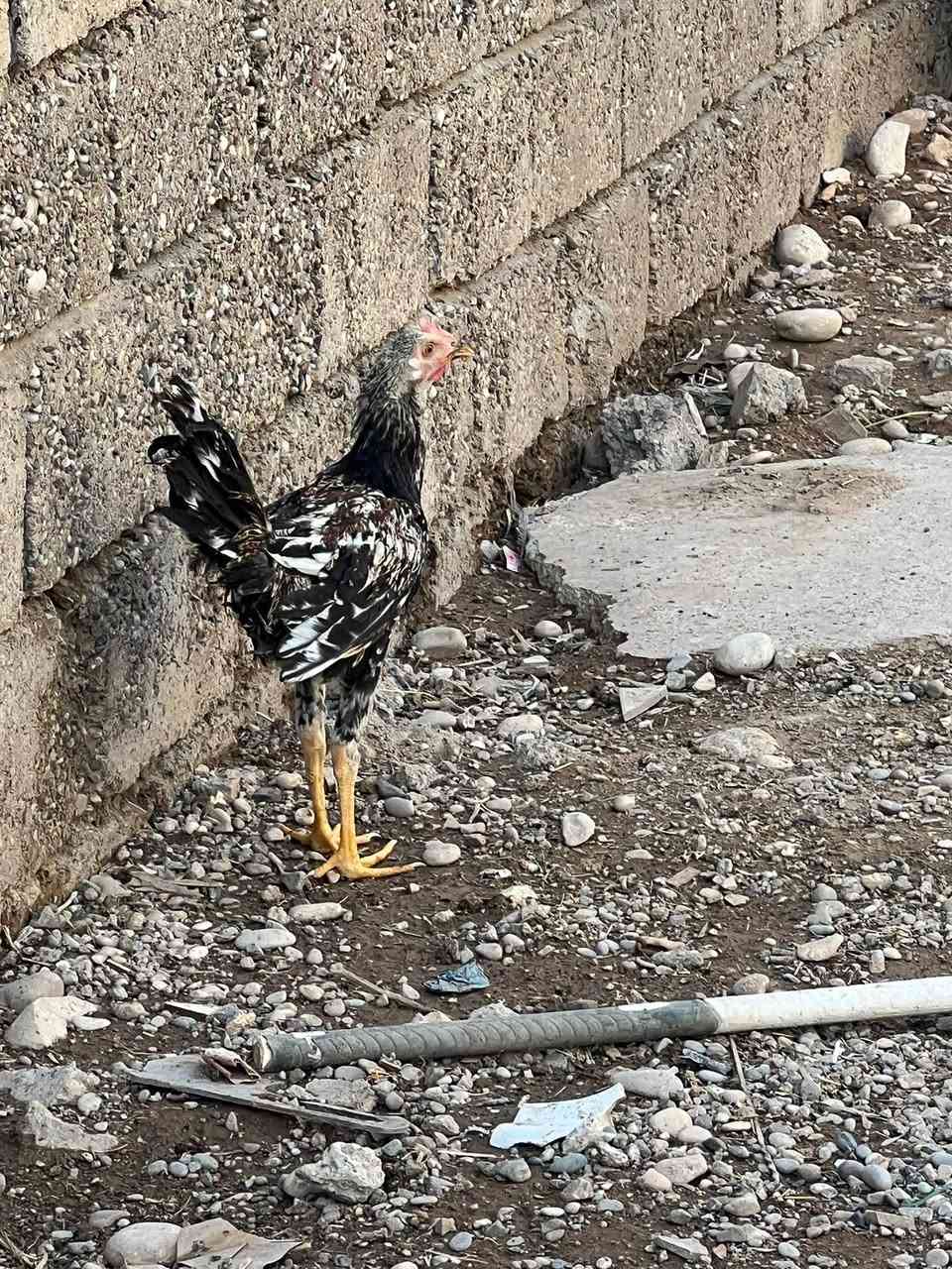 لبيع ***********
