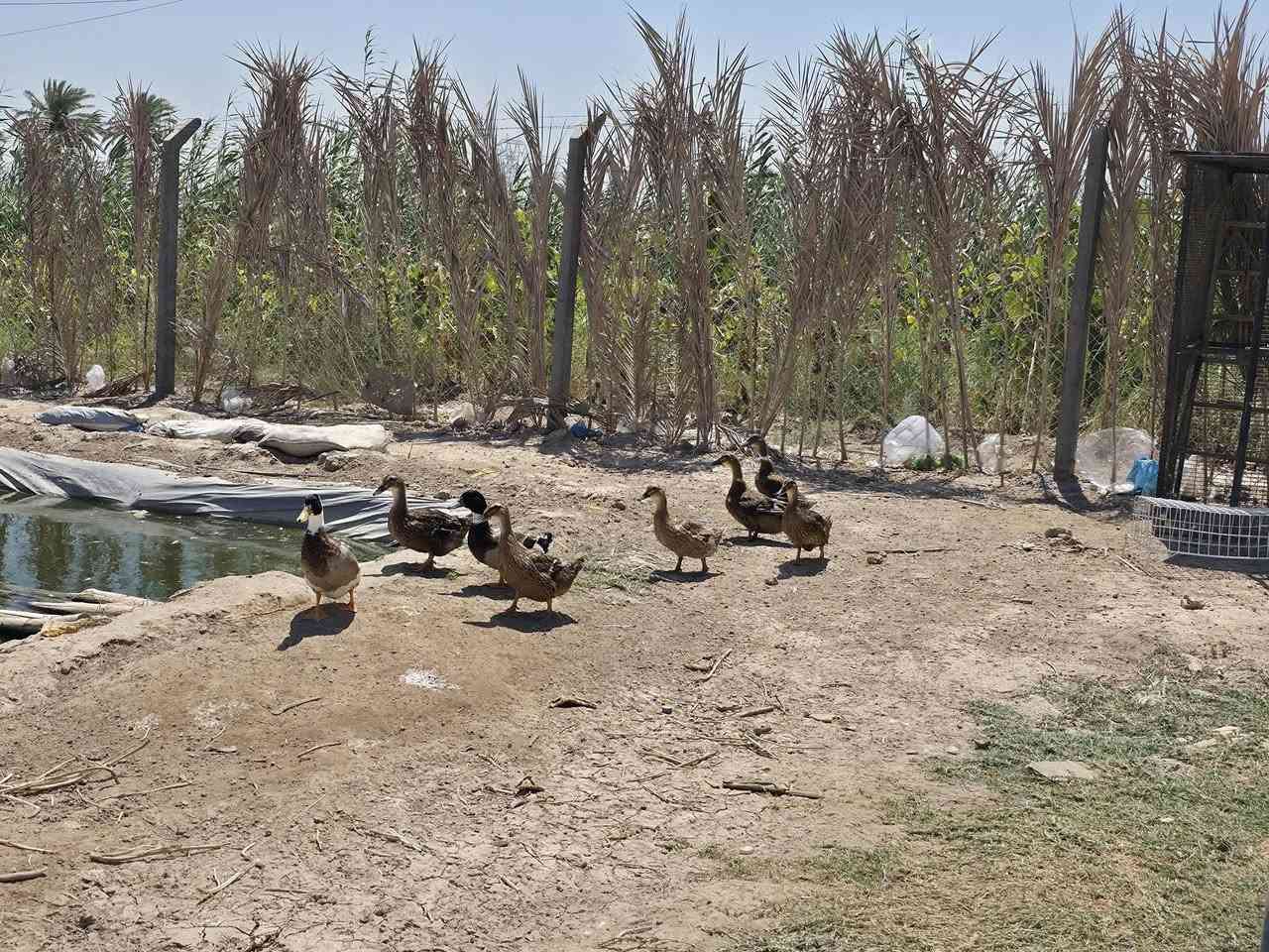 🔥🌿 عرض خاص ولمدة محدودة! 🌿🔥
🏡 مزرعة للإيجار اليومي – استمتع بأجمل الأوقات مع العائلة والأصدقاء 🏡

✨ إذا تبحث عن مكان هادئ ومريح بعيد عن ضوضاء المدينة، لا تضيع الفرصة!

📍 الموقع: بغداد – الدوانم
🚗 تبعد فقط ربع ساعة عن تقاطع درويش

💥 السعر الخاص:
💰 99,000 دينار فقط لليوم الواحد 💥

🌳 تحتوي المزرعة على: 🔥 مشواية جاهزة للشواء
🏠 بيت مفروش ومريح
🍽️ مطبخ متكامل
🌿 أجواء هادئة ومناسبة للعائلات والجلسات الخاصة

🎉 لفترة محدودة فقط بهذا السعر المميز، لا تفوت فرصة قضاء يوم ممتع بأقل تكلفة!

📞 للحجز والاستفسار:
***********

⏳ الأماكن محدودة، بادر بالحجز قبل اكتمال المواعيد!

#مزرعة_للإيجار #بغداد #الدوانم #استراحة #جلسات_عائلية #شواء #إيجار_يومي #عروض_خاصة #عقارات_بغداد
