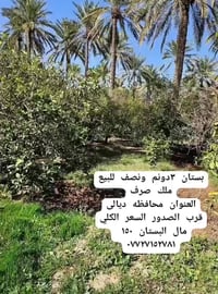 بستان • ٣.٥دونم • ديالى قرب الصدور