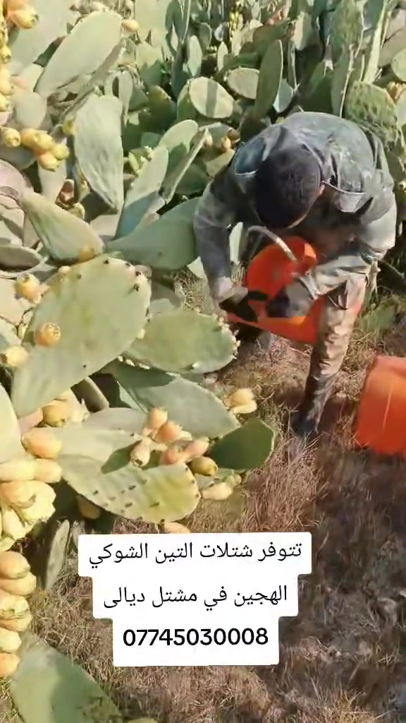 تتوفر شتلات التين الشوكي الهجين في مشتل ديالى ***********
