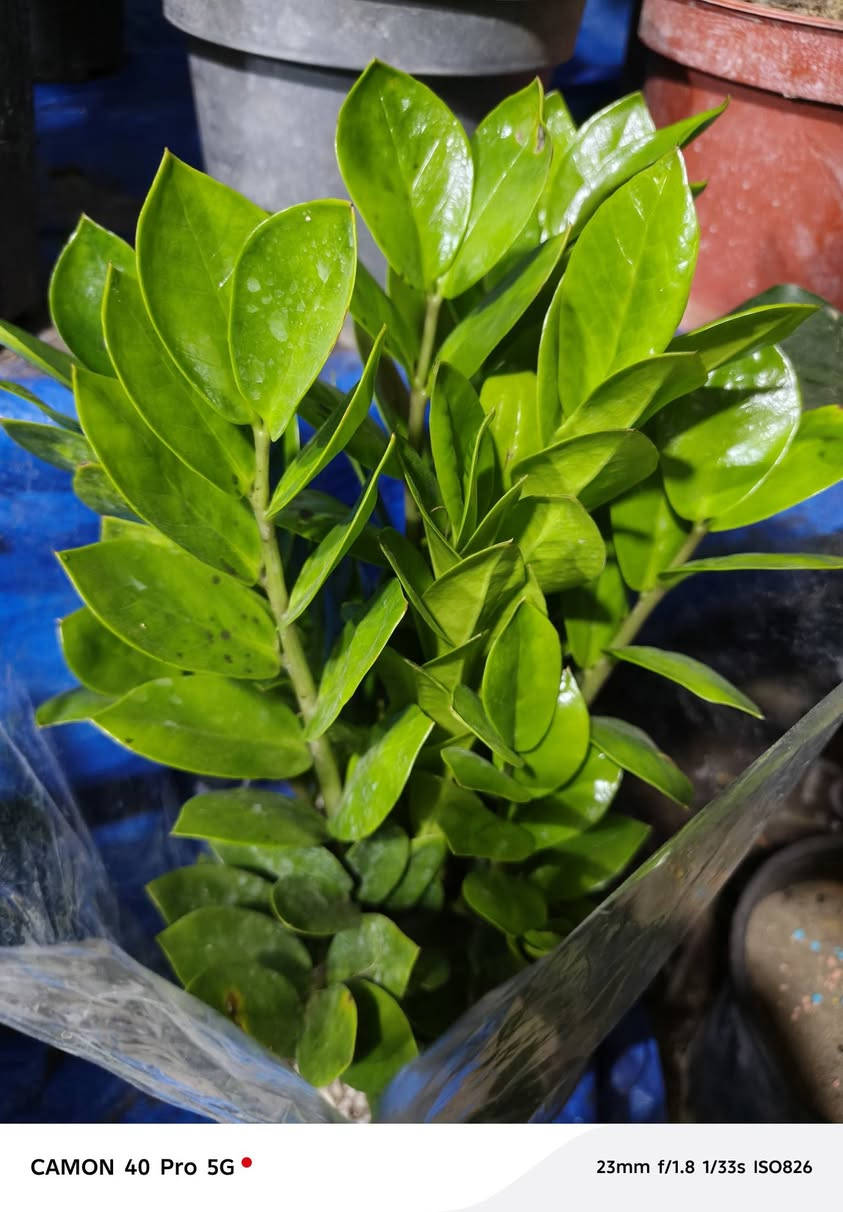 وجبة جديدة من الظليات
#وصول_نباتات_داخلية_متنوعة 🪴

  زورونآإ تـ♥̨̥̬̩جـ♥̨̥̬̩دون مـ♥̨̥̬̩آإيسرگ♥̨̥̬̩مـ♥̨̥̬̩

#مشہتہلہ_الہناعہوريہ_لہنباتہاتہ_الہزيہنة👩🏻‍🌾
🏠﮼العنوان :-
#صلاح_الدين/#قضاء_الدور/#قرب_البانزينخانه

#للحجزوالتوصيل 🚘
يرجى الاتصال برقم الاستاذ سعيد☎️
‭+٩٦٤ ٧٧٠ ٢٠٥ ٥٩٦٤‬


**إذا كنت صاحب هذا الإعلان وتريد حذفه لأي سبب، رجاءا أرسل رسالة إلى الدعم الفني**