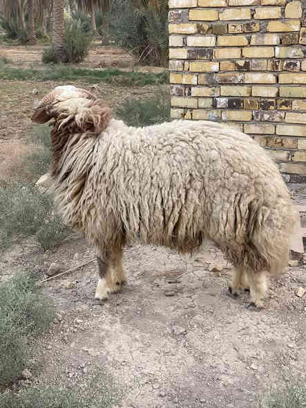 فحل للبيع مكاني حله السعر ٦٠٠ وبيه مجال ***********
