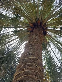 نخلات • الامام عون