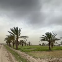 5 دونم بستان للبيع طابوزراعي سند 25 بغداد أبي غريب منطقة السميلات شارع...