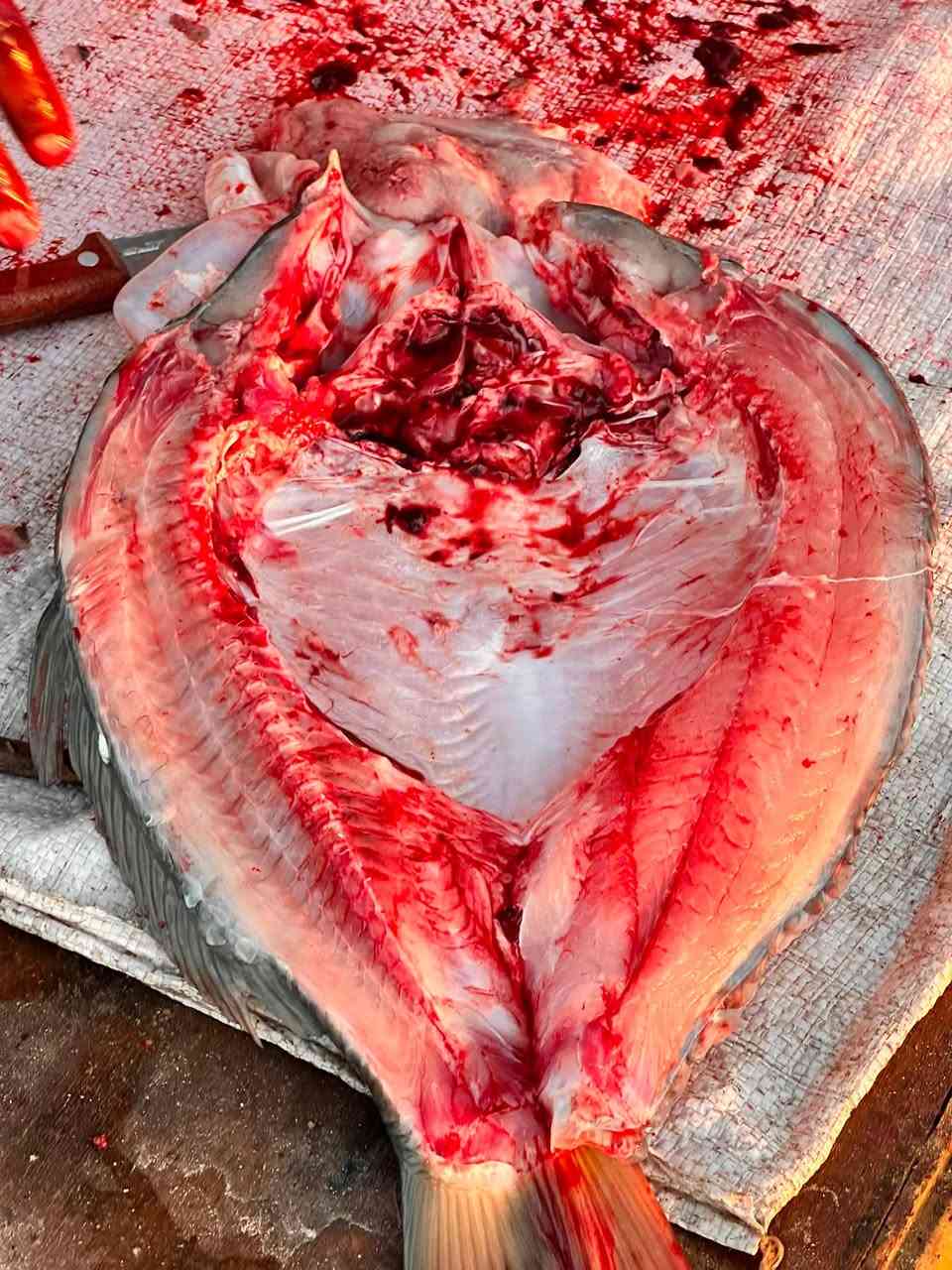 يوجد سمك للبيع متواجدين قري سيطره حي المزرعه سعر كيلو 5ونص
ملاحظة يوجد لدينا كافه الاوزان استفسار او حجز اتصل ***********

‭***********‬

