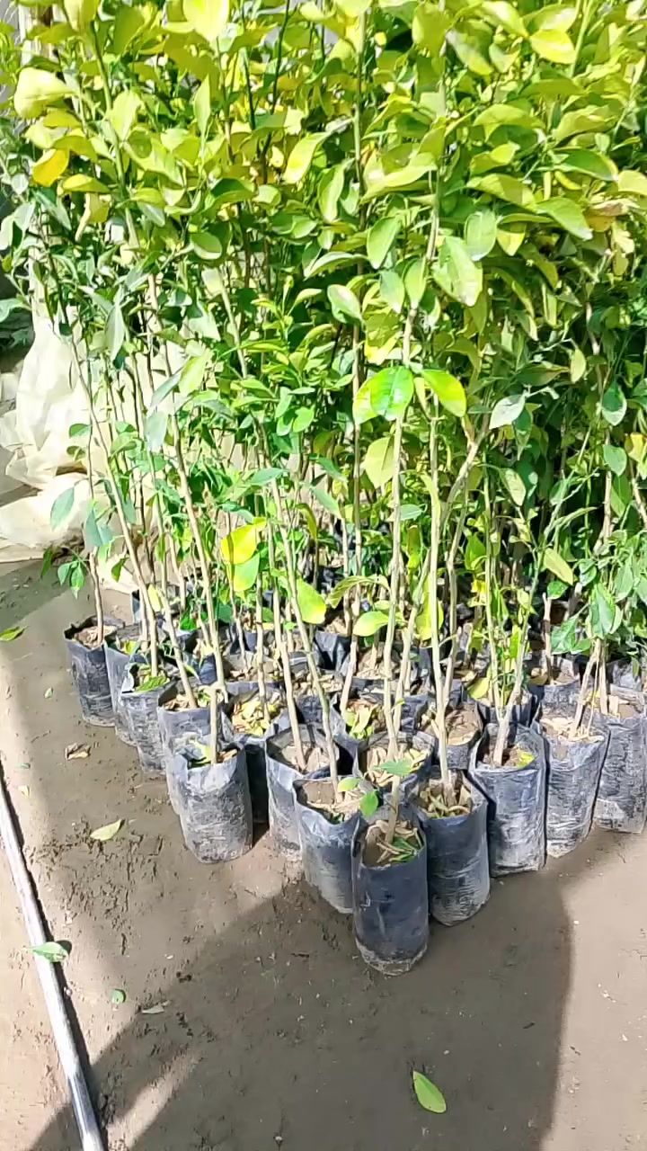 (تفليش الاسعار)!.......
مشتل الأنوار 🌻 🌷 
توفر نارنج حجم كبير سندان وبس ب4الف 
توفر نارنج حجم كبير جيس بس ب2الف 
توفر جوري عراقي ابو العطر بس ب3الف
العنوان واسط صويره شارع العام مجاور مجمع أبو زهراء للسيراميك 🌷🌻


**إذا كنت صاحب هذا الإعلان وتريد حذفه لأي سبب، رجاءا أرسل رسالة إلى الدعم الفني**