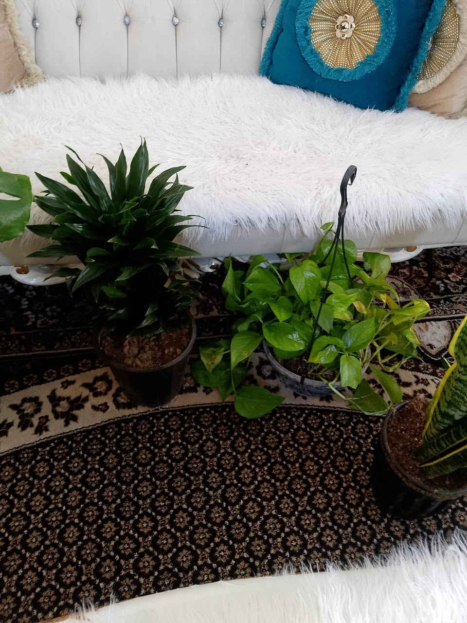 خلي بيتك يزهي للنباتات راحة نفسية


**إذا كنت صاحب هذا الإعلان وتريد حذفه لأي سبب، رجاءا أرسل رسالة إلى الدعم الفني**