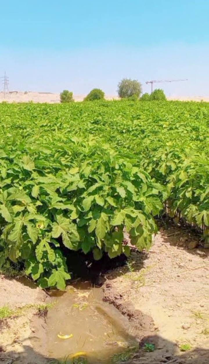 يوجد بذور باميه كف الطير الكيلو 10
درجة اولى الاتصال على رقم ‏‪***********‬‏
