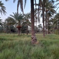 دونم ونص • مزروع نخل • الرحمانية الغربية