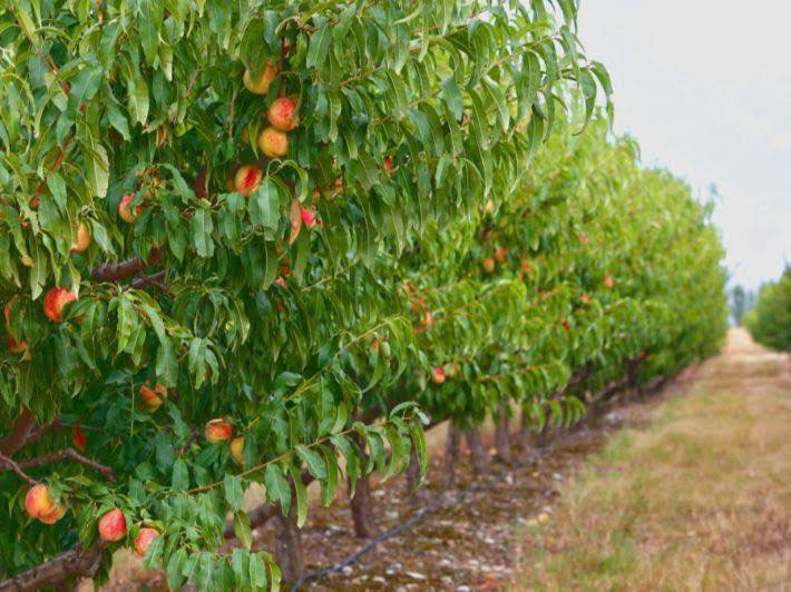 السلام عليكم لكل اهالي ناحية النمرود 
تم توفير اشجار الفواكه والزينة وزهور الربيع والصيفية 
برتقال 
ليمون 
يوسفي 
برتقال صيني وياباني 
نارنج
تين 
رمان 
تفاح
خوخ 
مشمش 
ألو (كوجه)اصفر وأسود 
عرموط جبلي 
عرموط صيفي 
توث عراقي وهندي 
كرز 
سدر مطعم وغير مطعم 
عنب حلوني
سفرجل
كالبتس 
دفله 
جوري 
ثويا 
وجميع زهور الربيع  
بأسعار جداً مناسبة يوجد خدمة توصيل 
تواصل
 عبر الصفحة مشتل الفرات في الموصل
او على الرقم ***********
