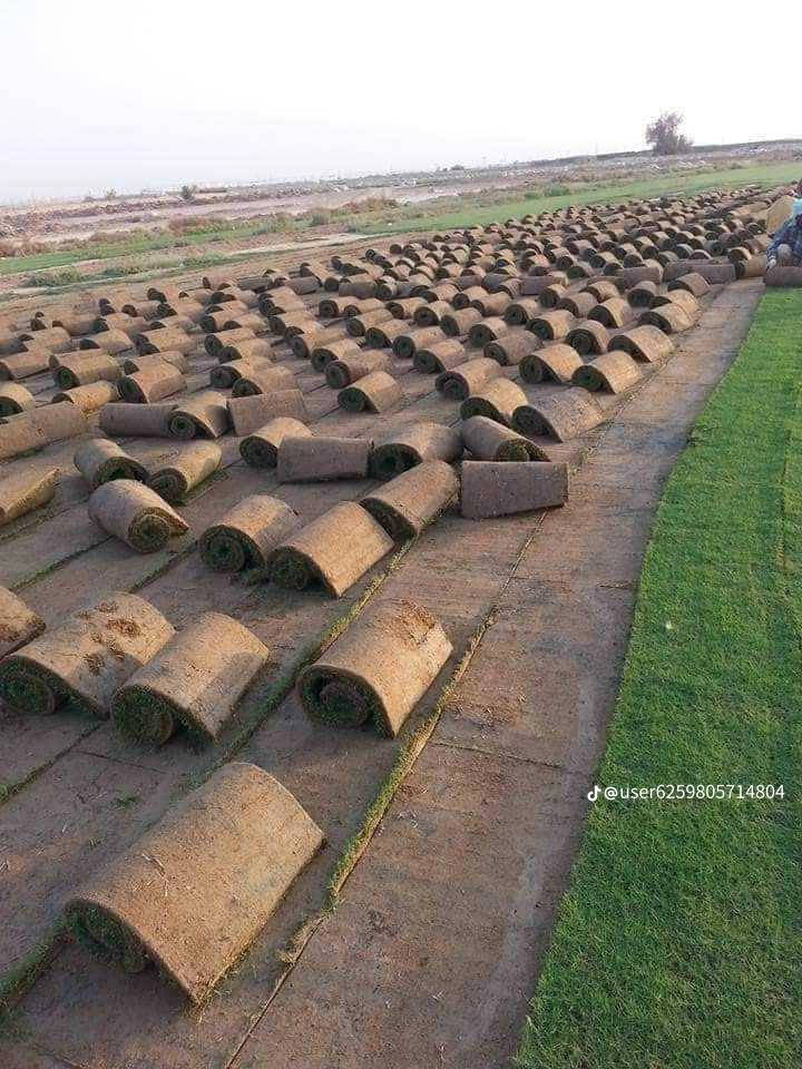 ثيل ديالى الطبيعي وخضار ولا اروع 💚
نتوفر كافة انواع الثيل الطبيعي 
مستعدون لتجهيز كافة الدوائر الحكومية والمتنزهات والحدائق العامة والمنازل .
نوعية ممتازة ودرجه اولى ⁦1️⃣⁩
ودائم الخضره 

ثيل #هندي  #امريكي   #ايطالي الخ ...

اسعارنا الانسب وتوصيلنا الاسرع  لكافة محافظات العراق
لمعرفة المزيد راسل الصفحه او اتصل على
***********
***********
