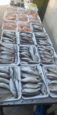 زوري تازة يخبل كيلو ب5500  07710323761