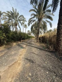 يا الله السلام عليكم دونمين طابو زراعي سند 25 للبيع العنوان المدائن سل...