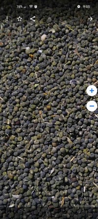 بذور باميه درجه اولى شرط 07887346694