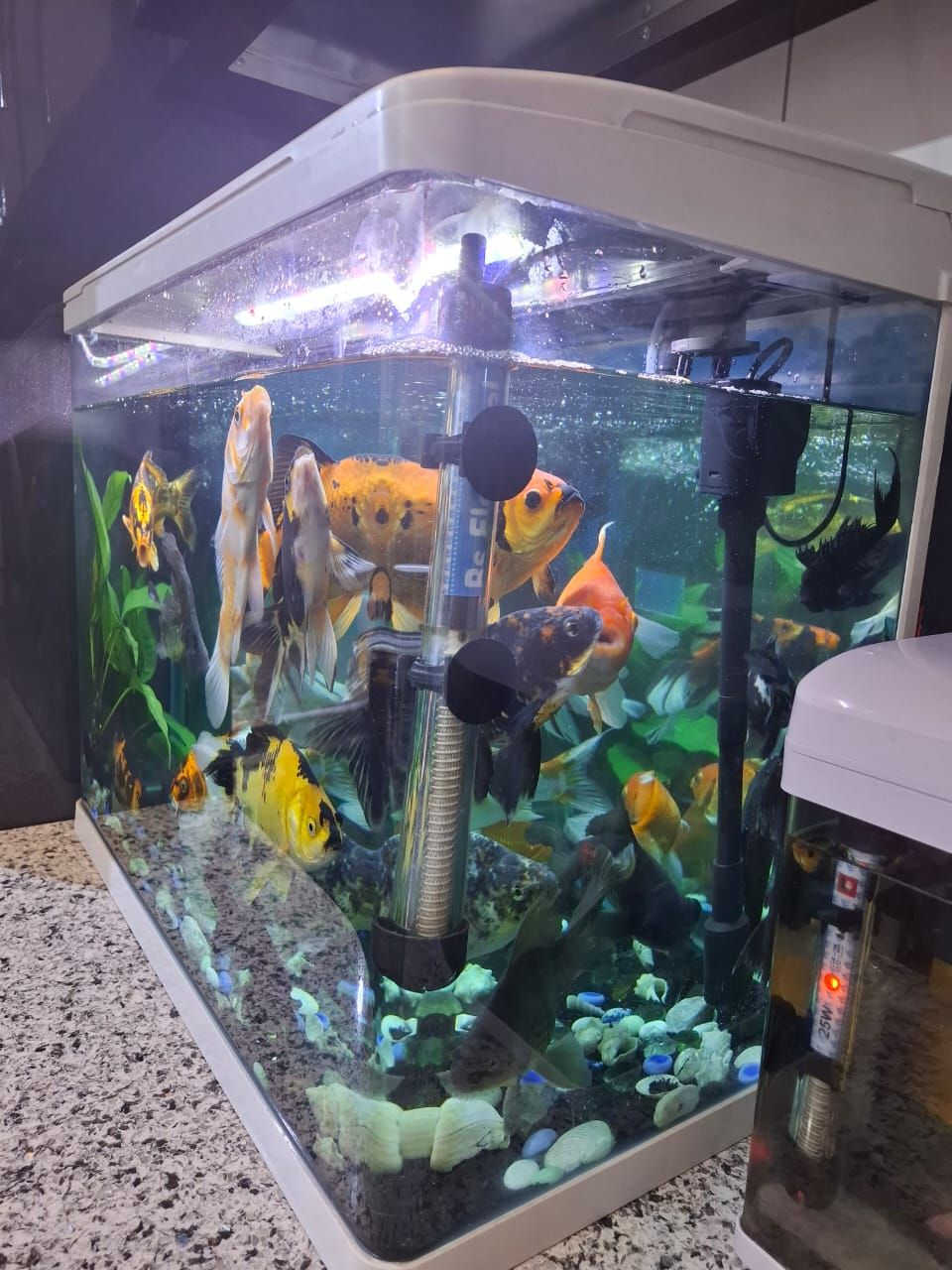 حوض اسماك حجم ٦٠ سم العرض والارتفاع ٤٨  هيتر وفلتر سقفي والزينه ماته كلها وياه من عدى الاسماك مكاني بغداد عامريه للاتصال *********** متواجد واتس اب فقط
