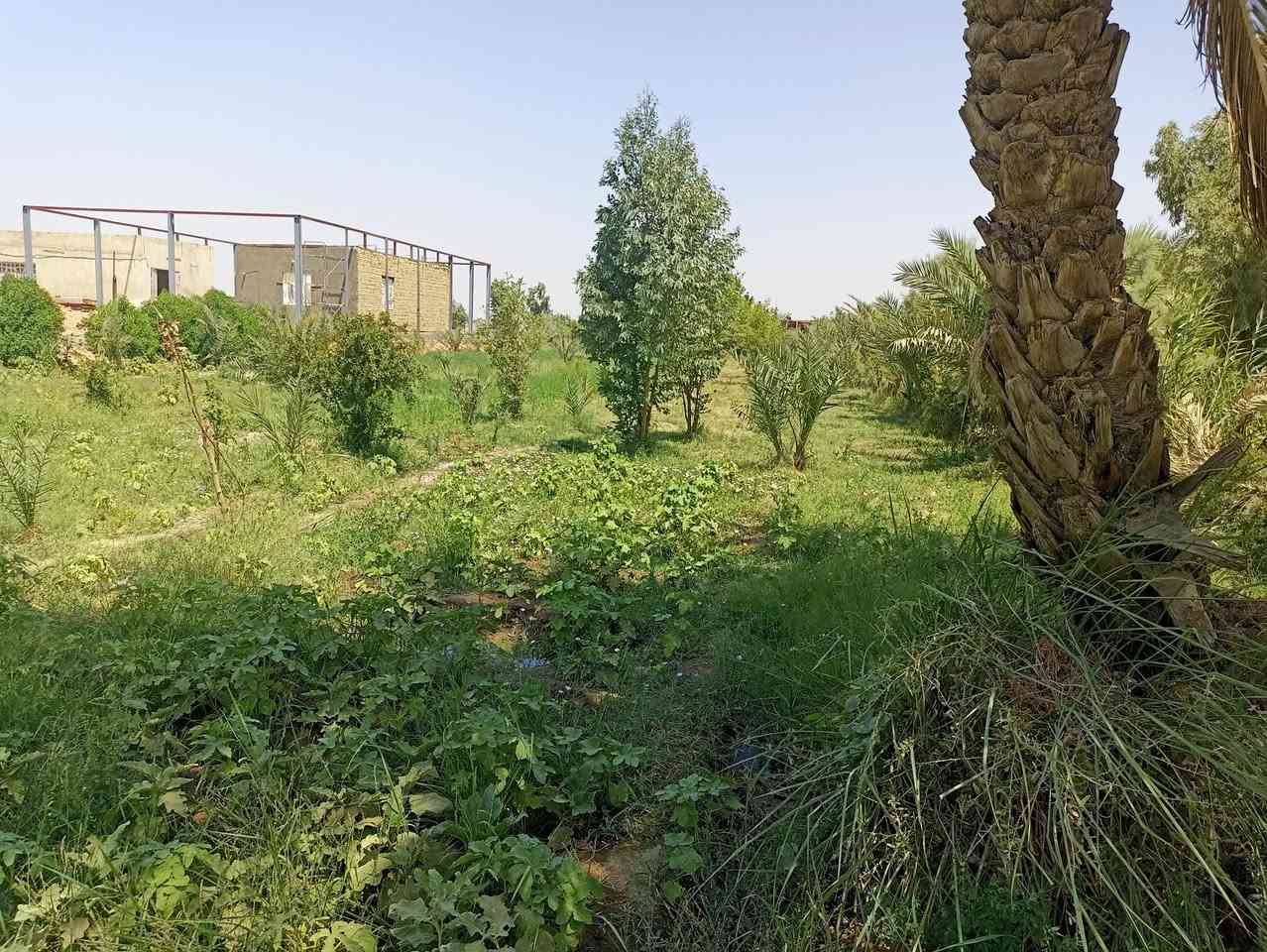 السلام عليكم دونم طابو زراعي سند 25 تحتوي الدونم على محلات 2 وغرفه وزرع 80نخله و40 رمانه وتين ومزروعه جت وبير حلو للسكي وماي اساله وكهرباء ومولد على شارع تبليط الموقع خلف عمارات الزيتون قرب الكفه الجديده للاتصال ***********
