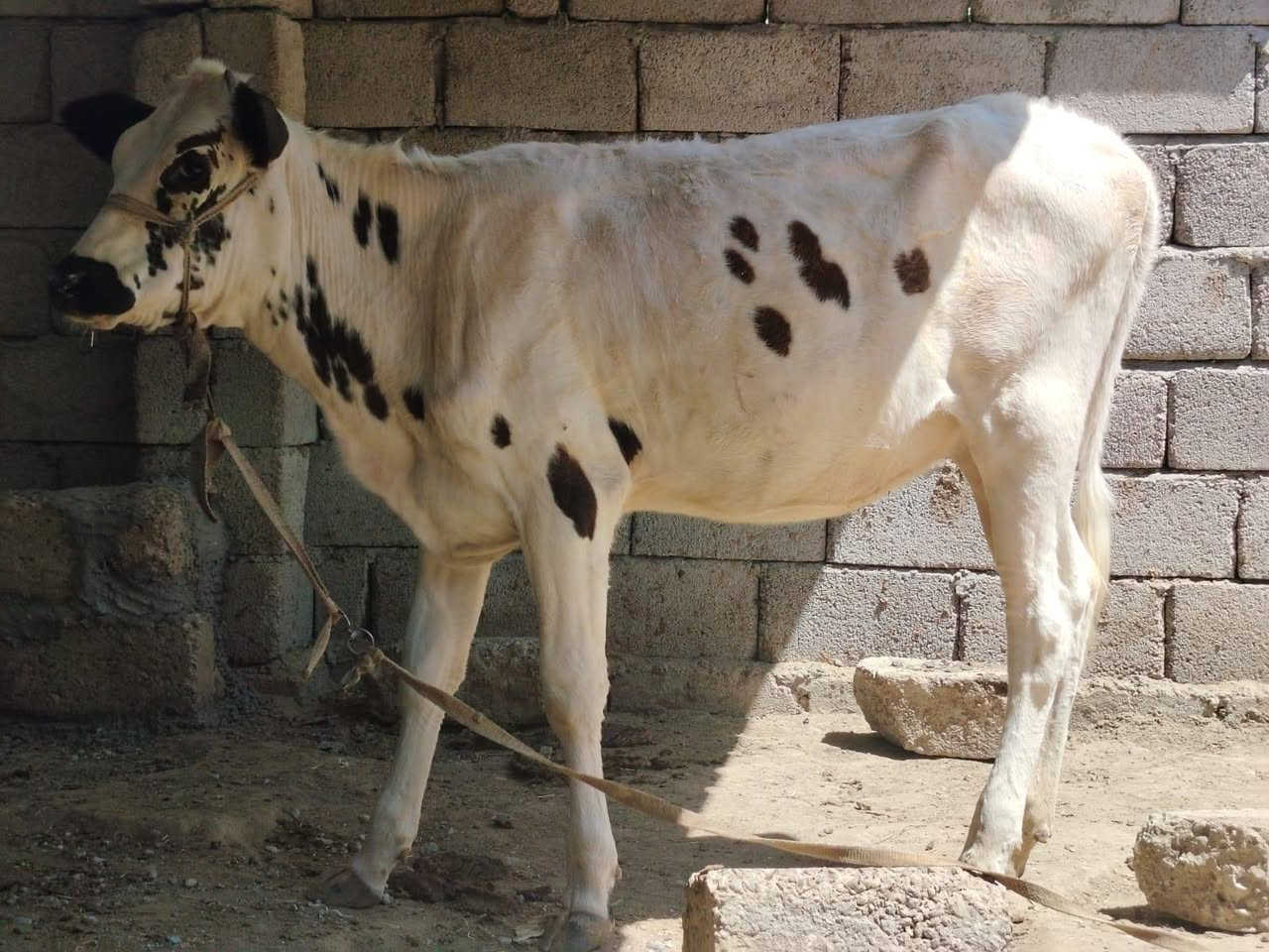 السلام عليكم ورحمه الله وبركاته
بجر جنس درجة اولى شرابيه اصرفت وماصرفناه 
ناصحه فول ماشاء الله السعر مليون 375وبيه مجال شي قليل 
المكان الشرقاط الخضرانيه 
***********
