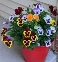 بذور ورد الفراشة • توصيل السماوه • بذور استوائية نادره