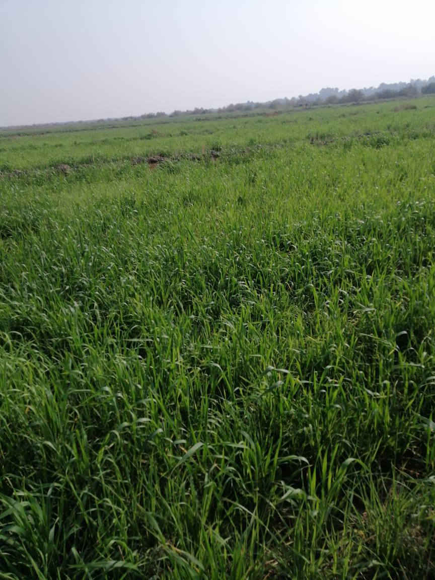 أرض زراعيه للبيع 270دونم بالقرب  من نهر الفرات المكان سوق شيوخ العكيكه ناظم كرمة حسن منطقه ال دخيل السعر  على الخاص ***********
***********
