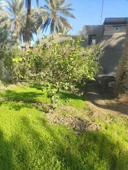 السلام عليكم دونم ونص دونم ونص مباشره بالحسينيه عالشارع مباشره بمنطقه العطيشي قريب على مدرسه السفير منطقه ابو تمر ببيت والمثل ما تشوفوه بستان مرتب وكامل جاهزه خدمات كامله مي مدارس كهرباء مي دلال اي استفسار اتصال بالرقم اللي راح نخليكم اياه بيكم خير وتدللوا وسعره مناسب ان شاء الله ابيع مستعجل اخوان
***********
***********
اتصل بالارقام
